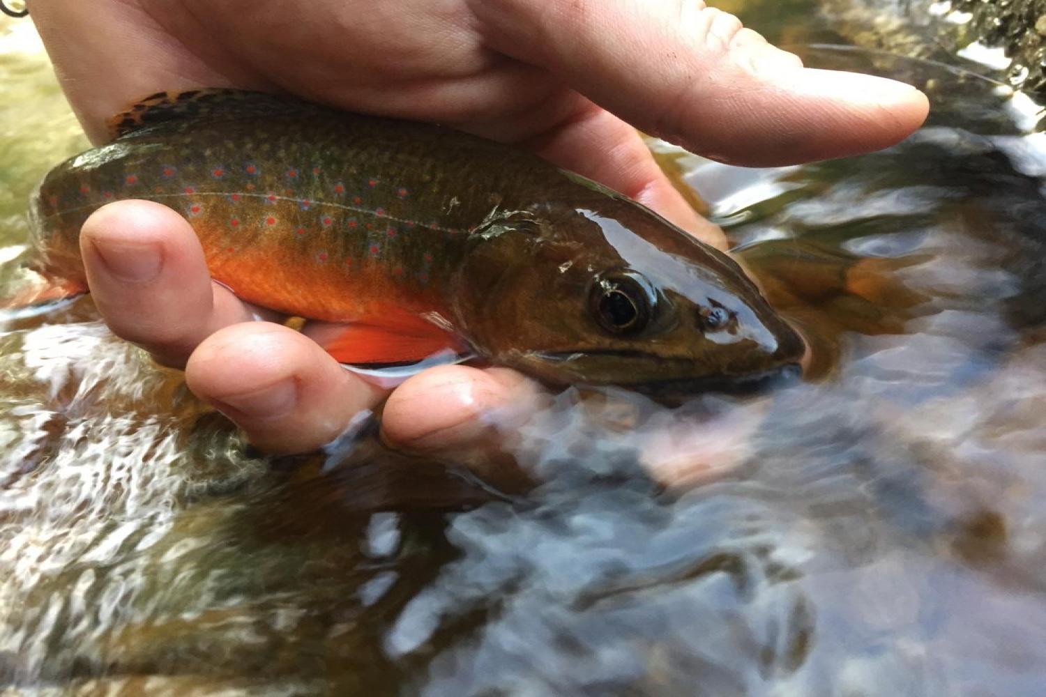 TU Summer On The Fly - Trout Unlimited